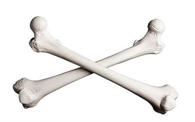Diet & Bone Health